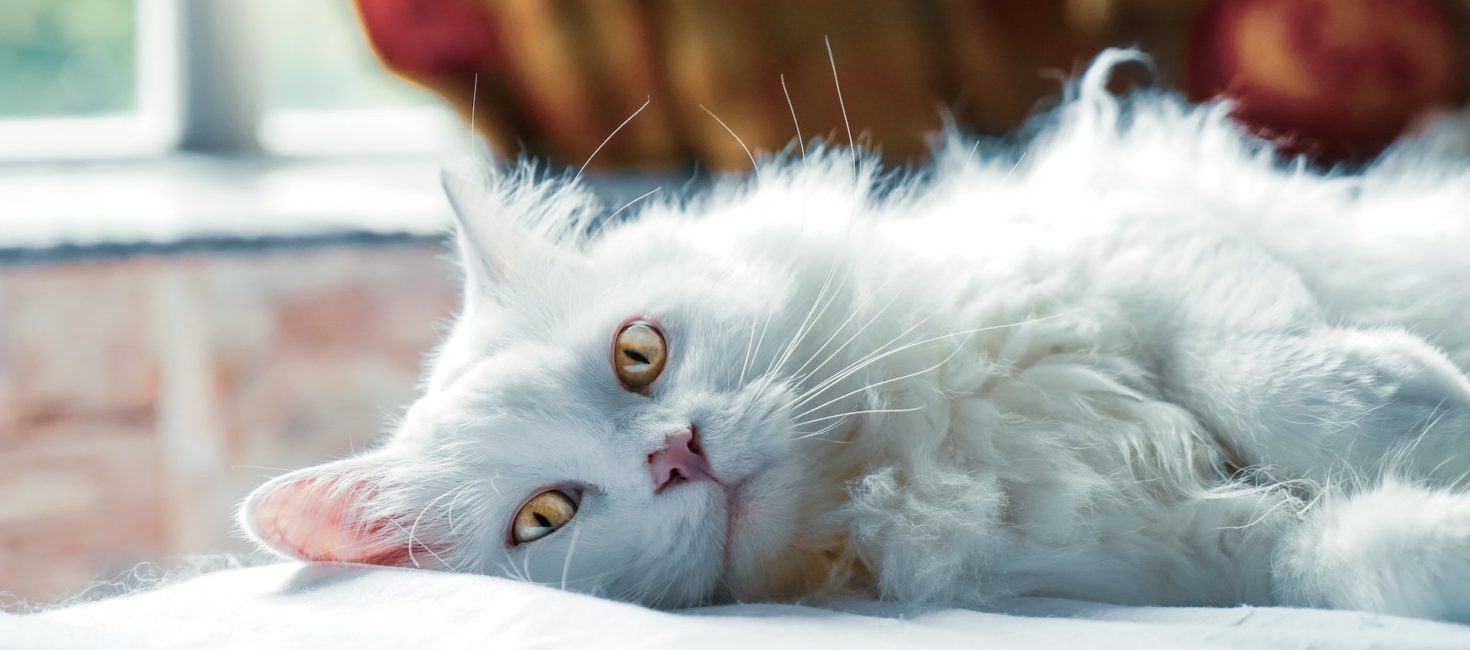 Cute cat laying down in front of window