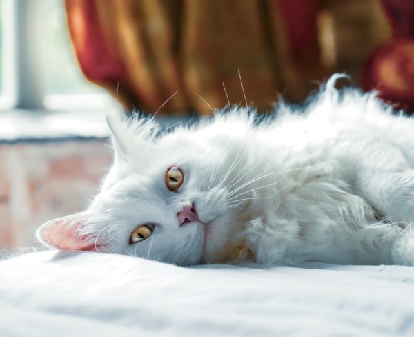 Installing dog and cat flaps in double glazing and glass doors