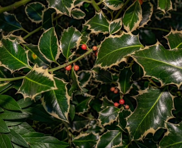 How to Create A Winter Garden In A Conservatory